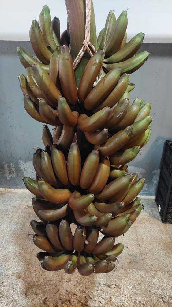 Tropik bölgelerde bile ender olarak yetiştirilen kırmızı muzun Manavgat'ta ilk hasadı yapıldı