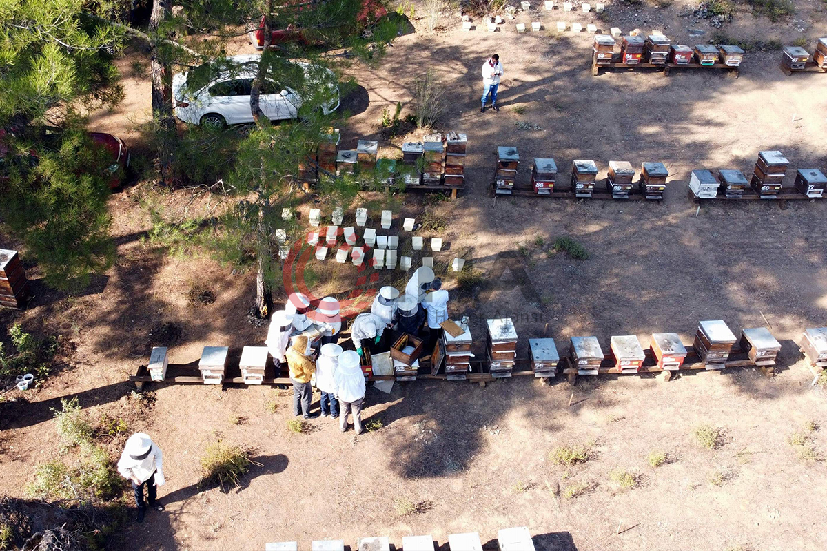 Türkiye dünyada 3. sırada...8 milyon koloni var