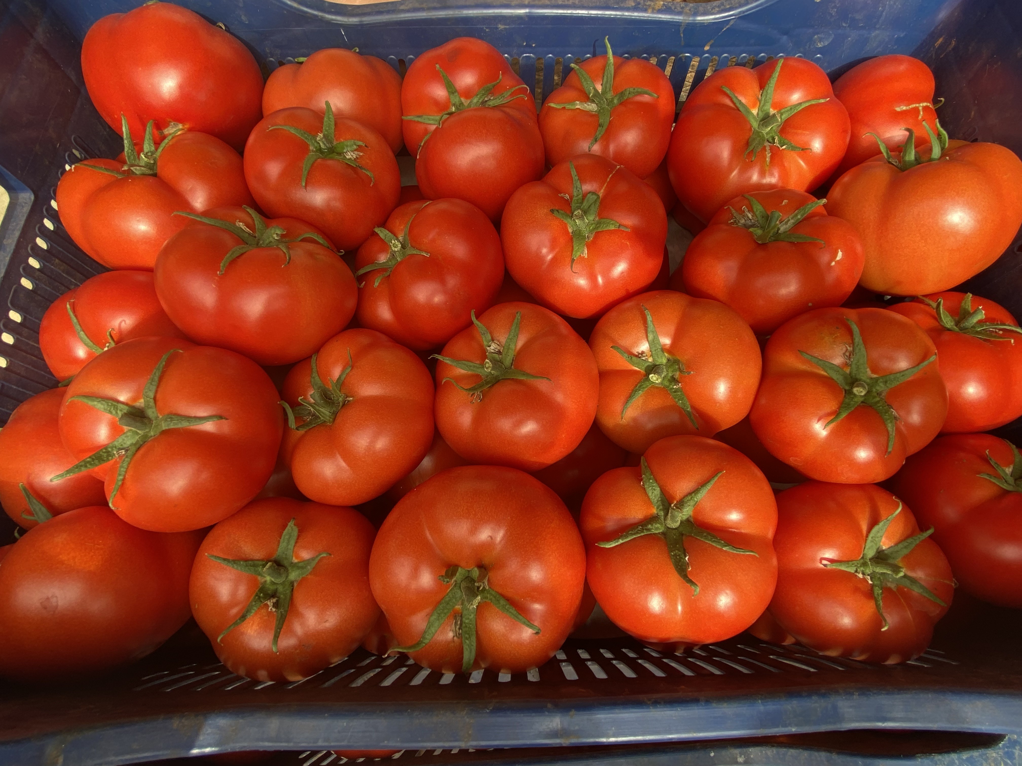 Antalya’da sezonun ilk domates hasadı yapıldı