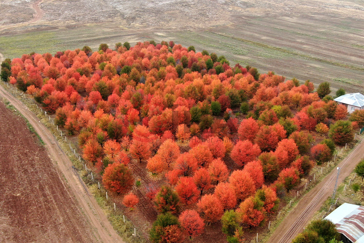 Bozkır tuvale dönüştü, oluşan manzara mest etti
