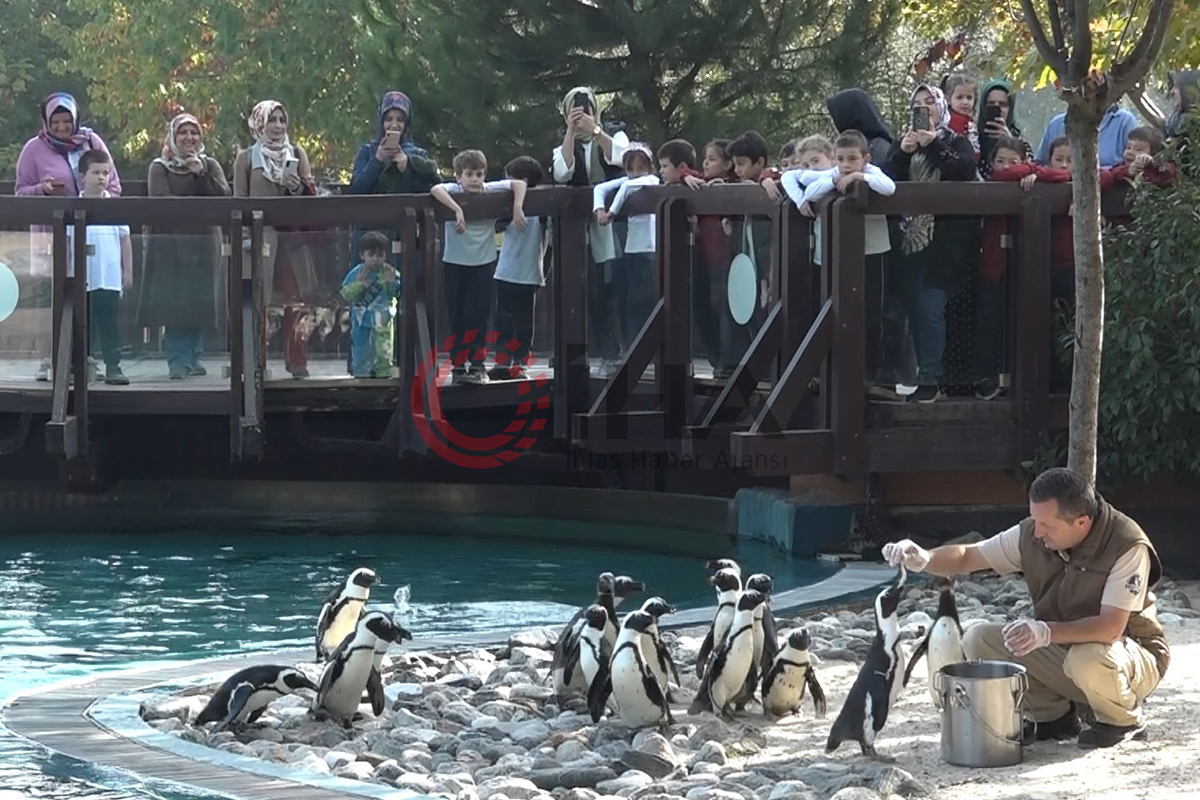 Penguenlerin balık keyfi