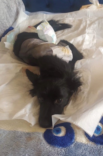 Omurilik felcine ilk umut ışığı: Kuantum Sinyal Tedavisi