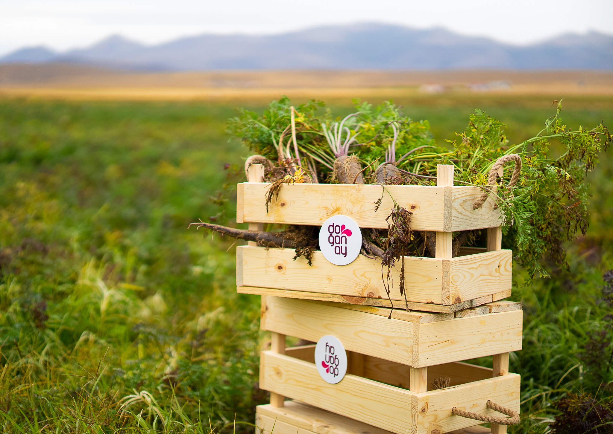Şalgam suyunun yolculuğu, Konya’daki mor havuç hasadı ile başladı