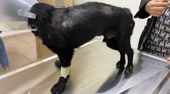 Omurilik felcine ilk umut ışığı: Kuantum Sinyal Tedavisi