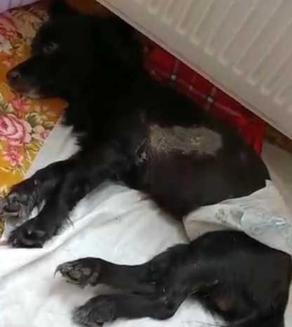 Omurilik felcine ilk umut ışığı: Kuantum Sinyal Tedavisi