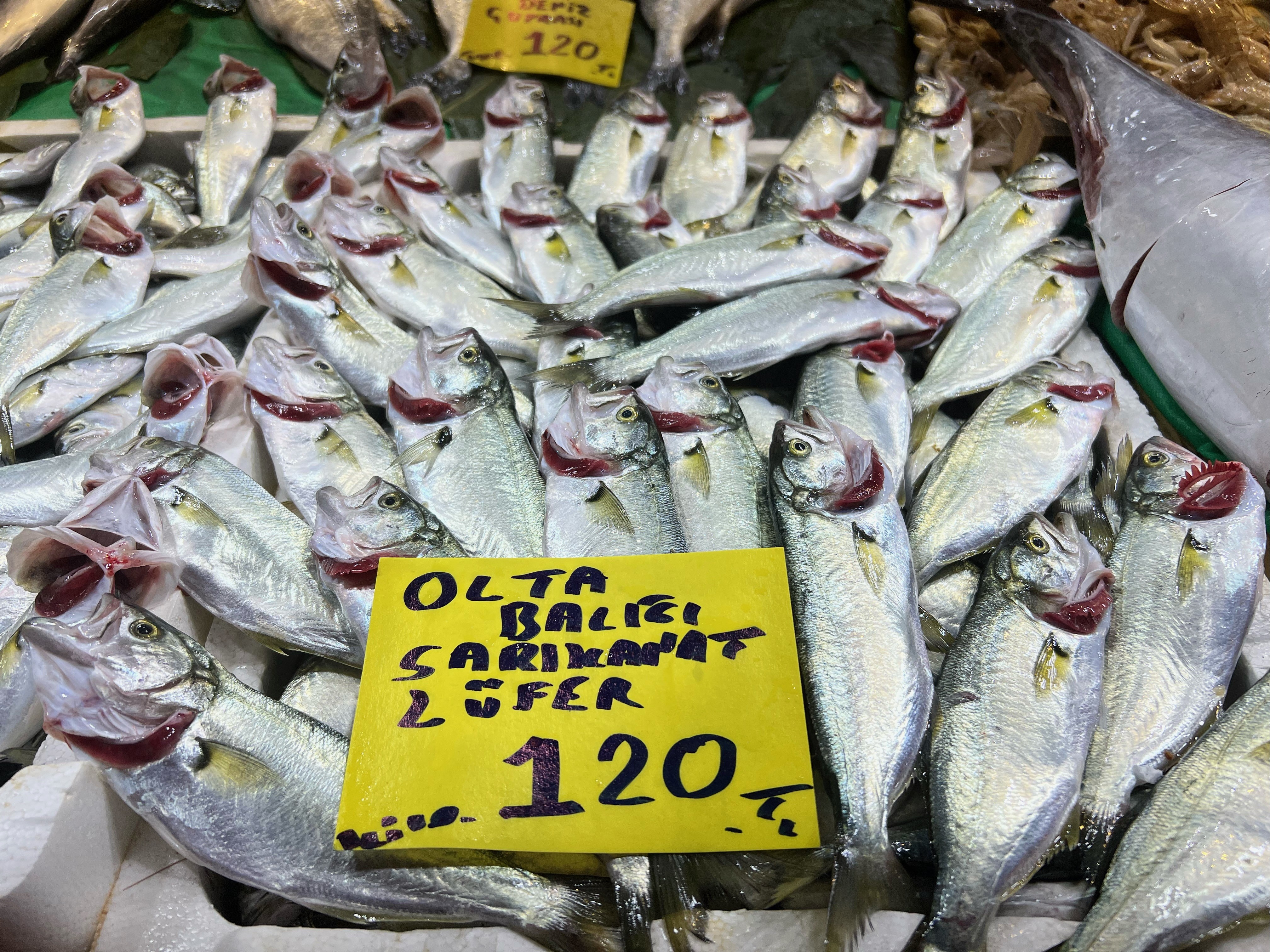 Denizlerde çinekop ve sarı kanat akını