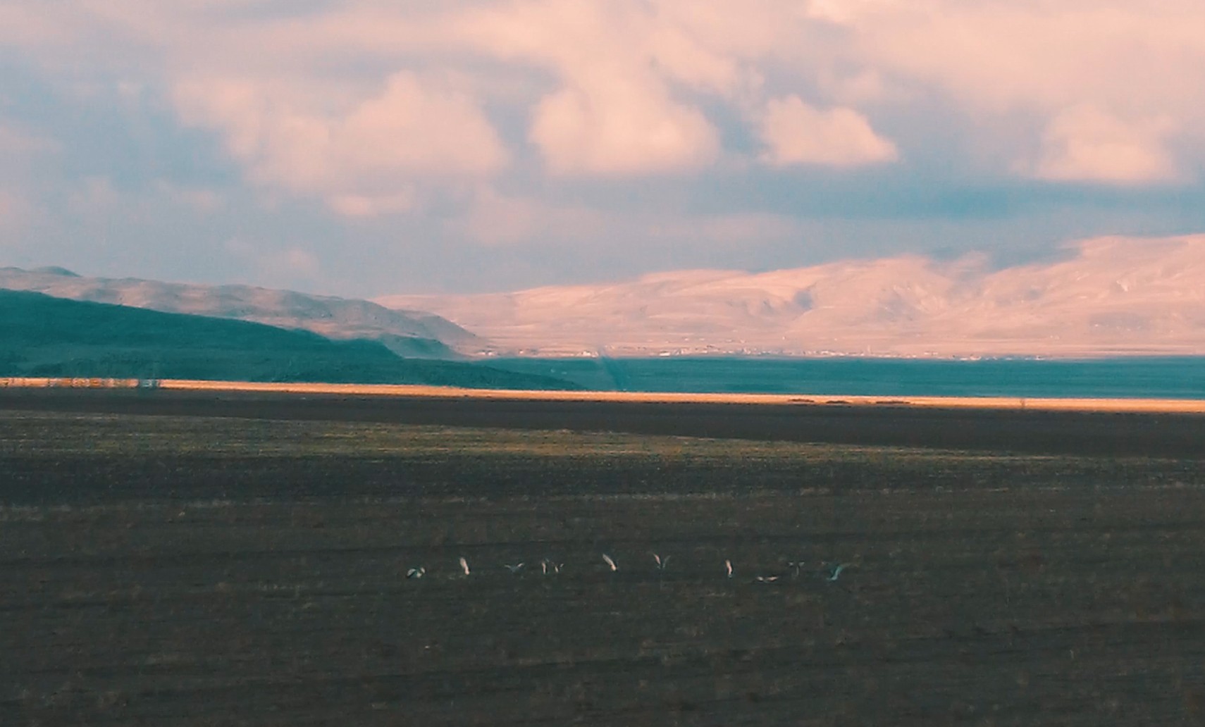 Nesli tükenmekte olan Toy kuşu dron ile görüntülendi