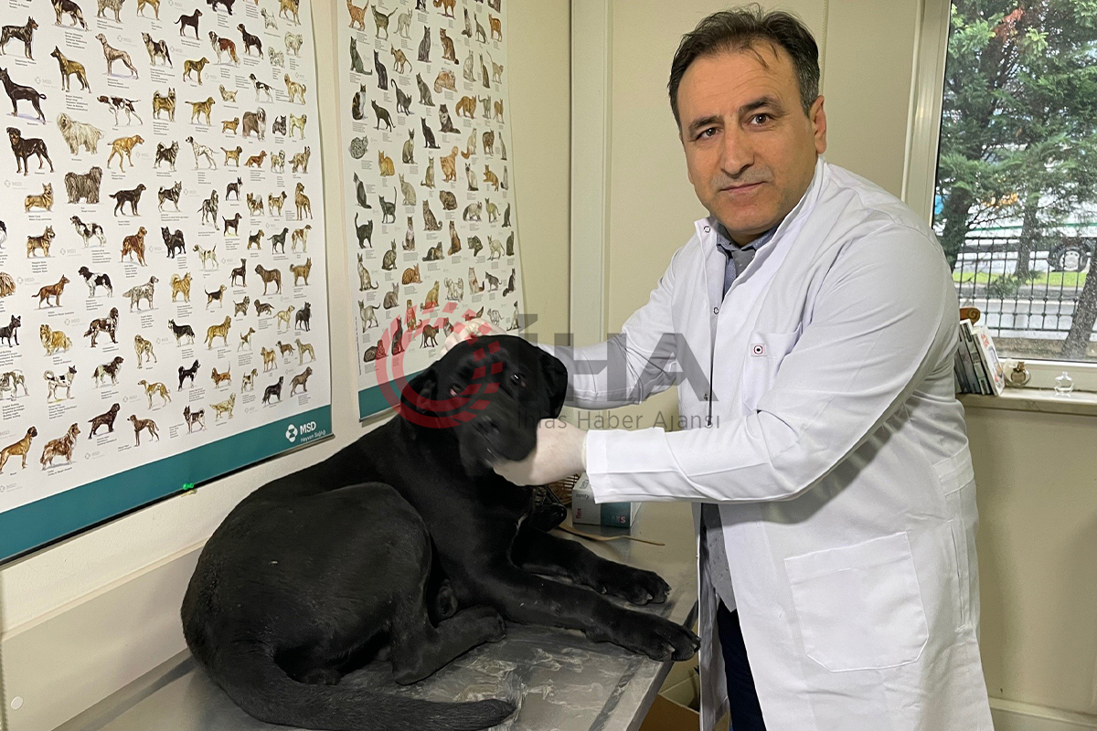 İstanbul’da 11 gelinciğe çip takıldı