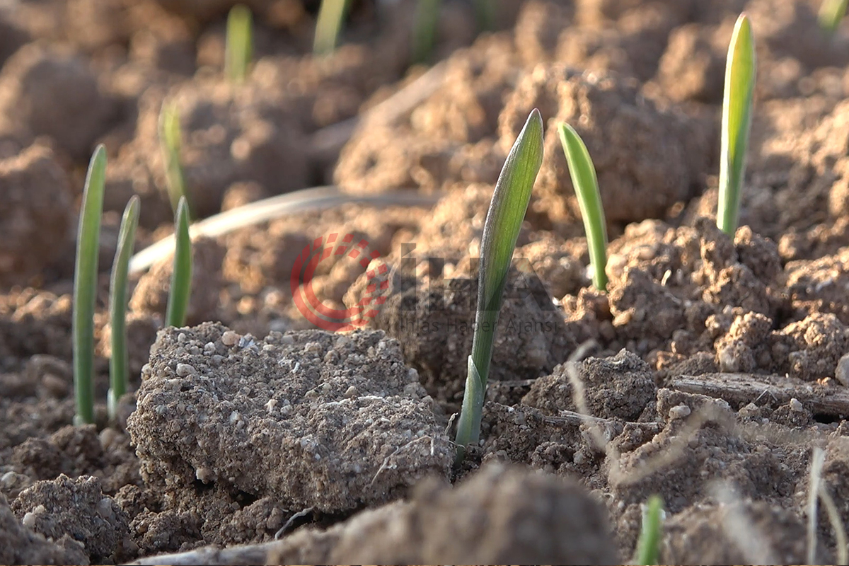 Çiftçiyi tedirgin eden tehlike: Kuraklık toprağı taş gibi yaptı