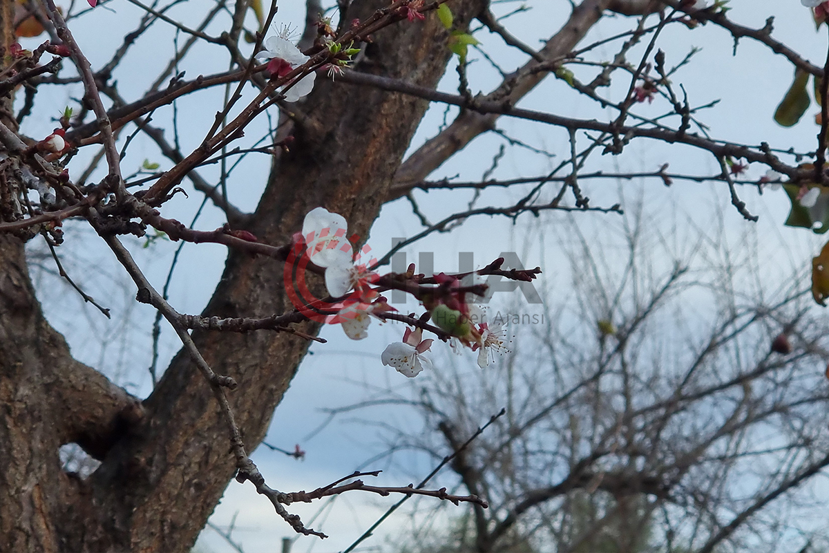 Kayısı ağacı kış ortasında çiçek açıp meyve verdi