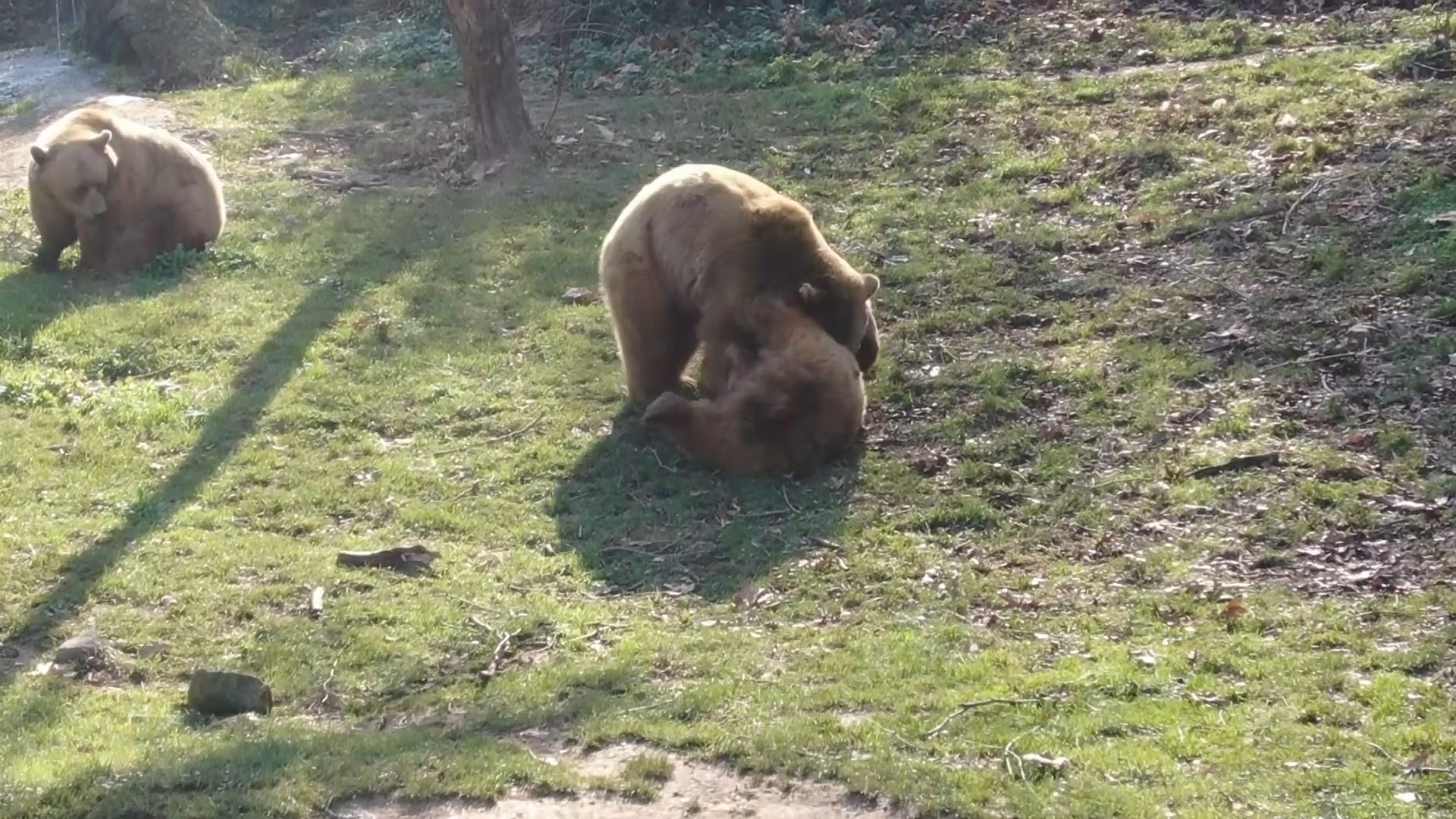 Güzel havayı gören ayılar güreşe tutundu