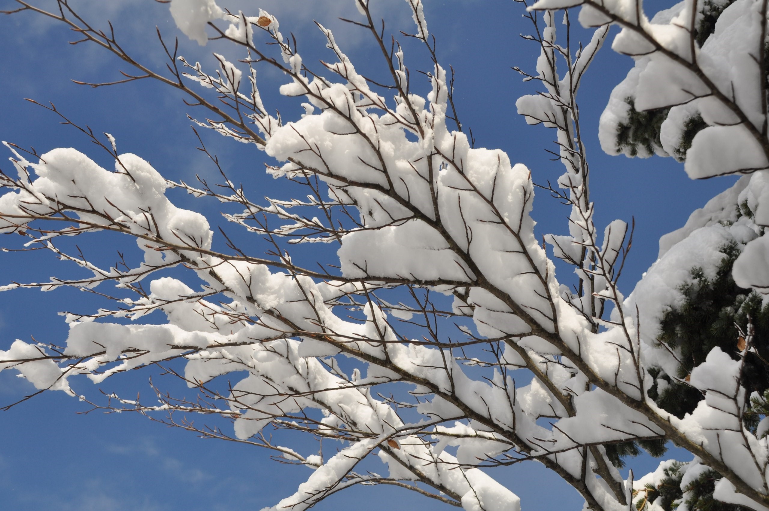 Abant'ta Mart ayında kar sürprizi
