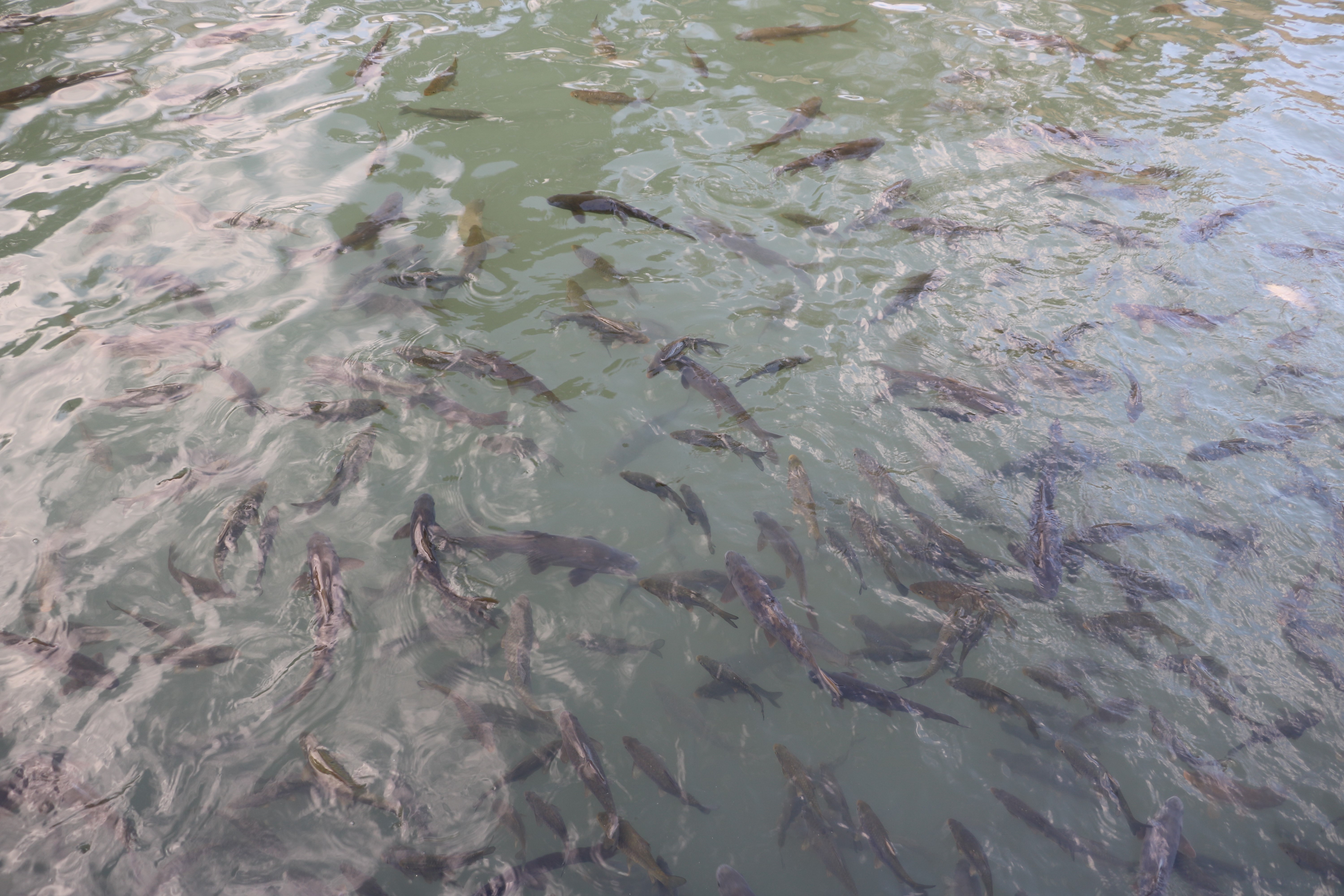 Balıklıgöl suyu eski berraklığına kavuştu