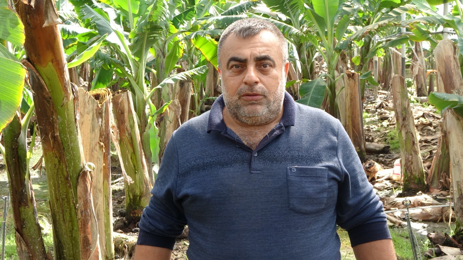 Hortum muz serasını vurdu, 5 dönümlük alan savaş meydanını aratmadı