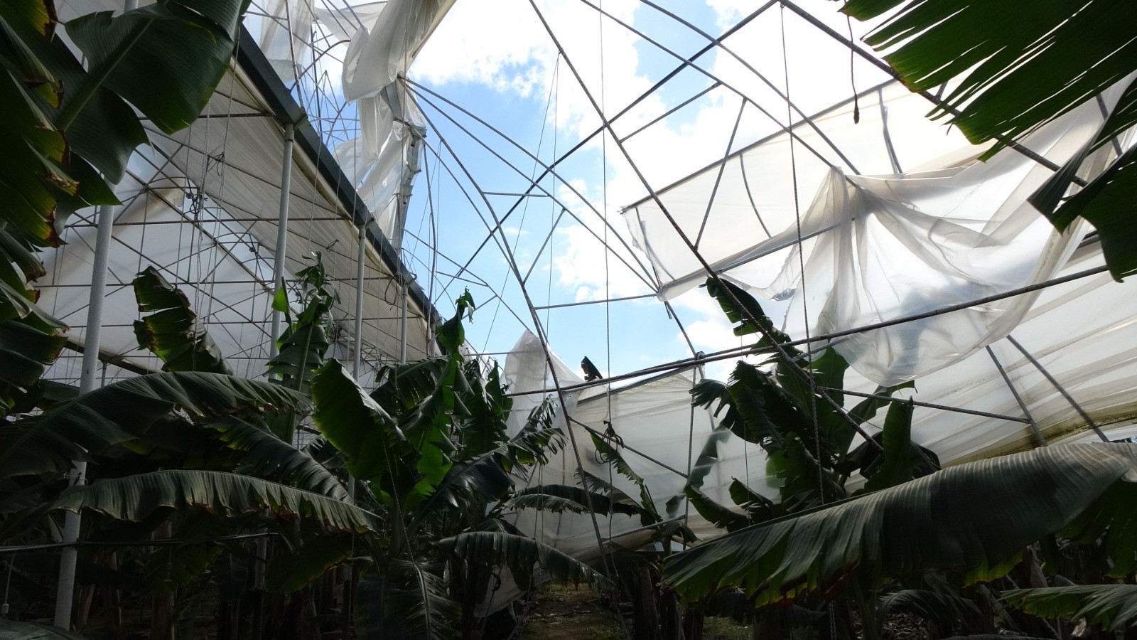 Hortum muz serasını vurdu, 5 dönümlük alan savaş meydanını aratmadı