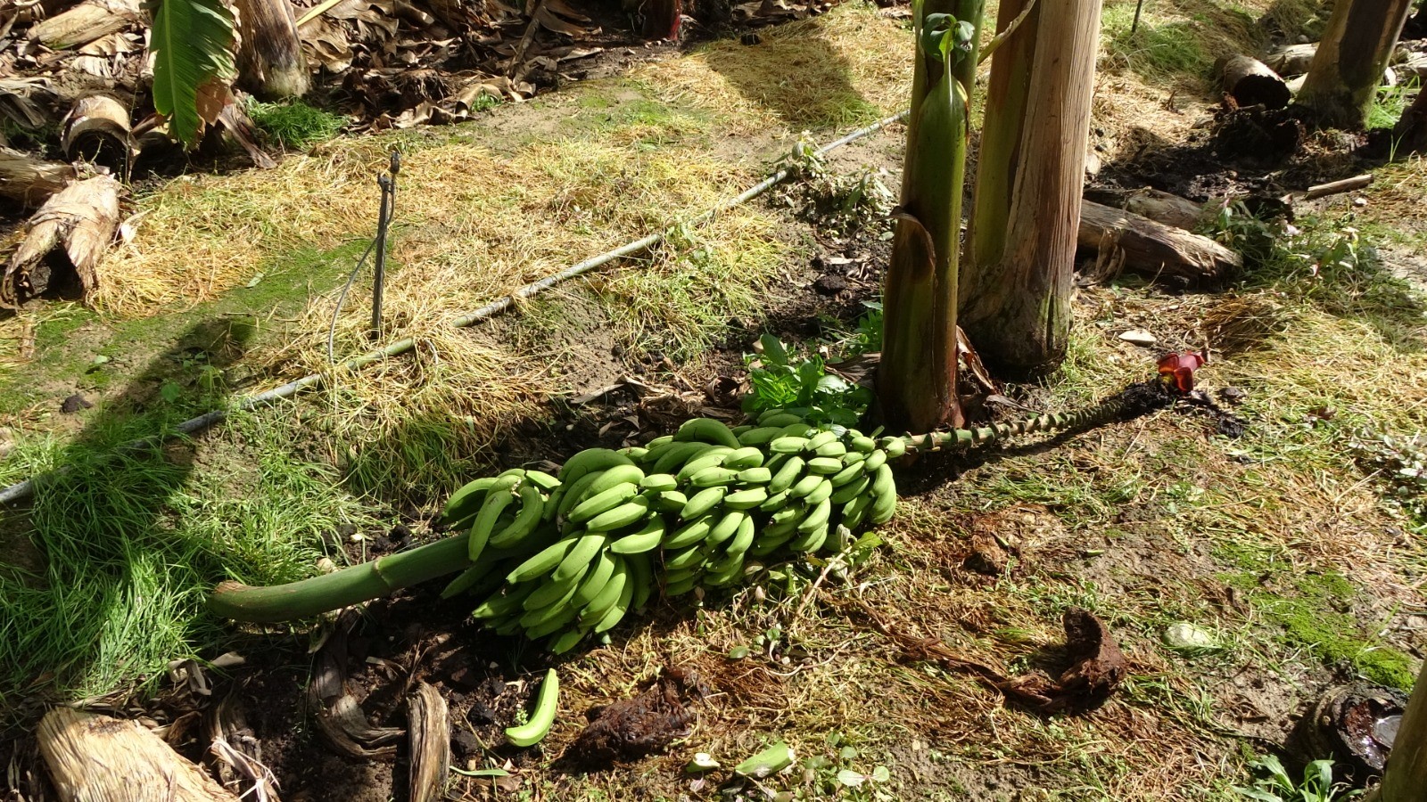 Hortum muz serasını vurdu, 5 dönümlük alan savaş meydanını aratmadı