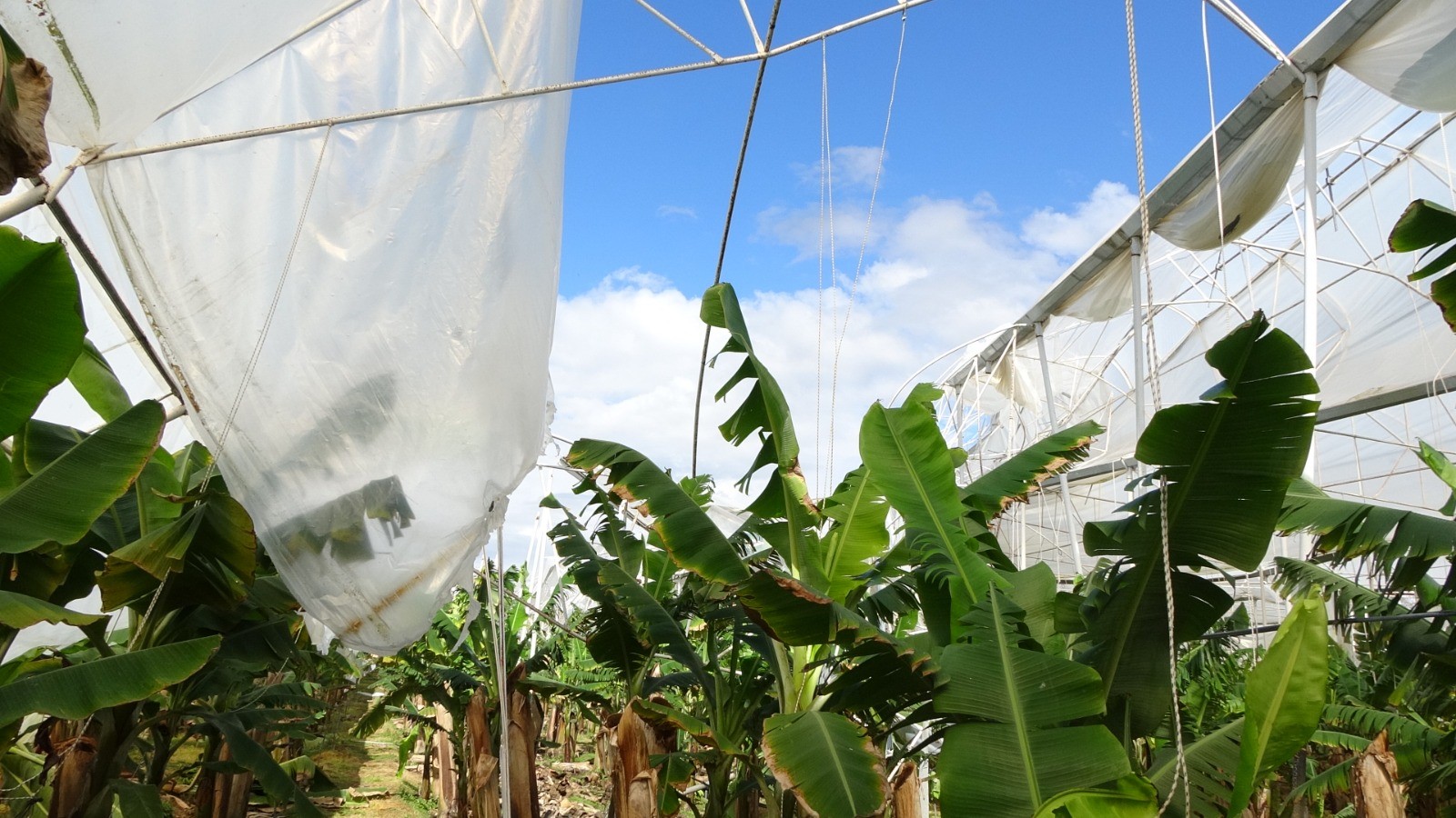 Hortum muz serasını vurdu, 5 dönümlük alan savaş meydanını aratmadı