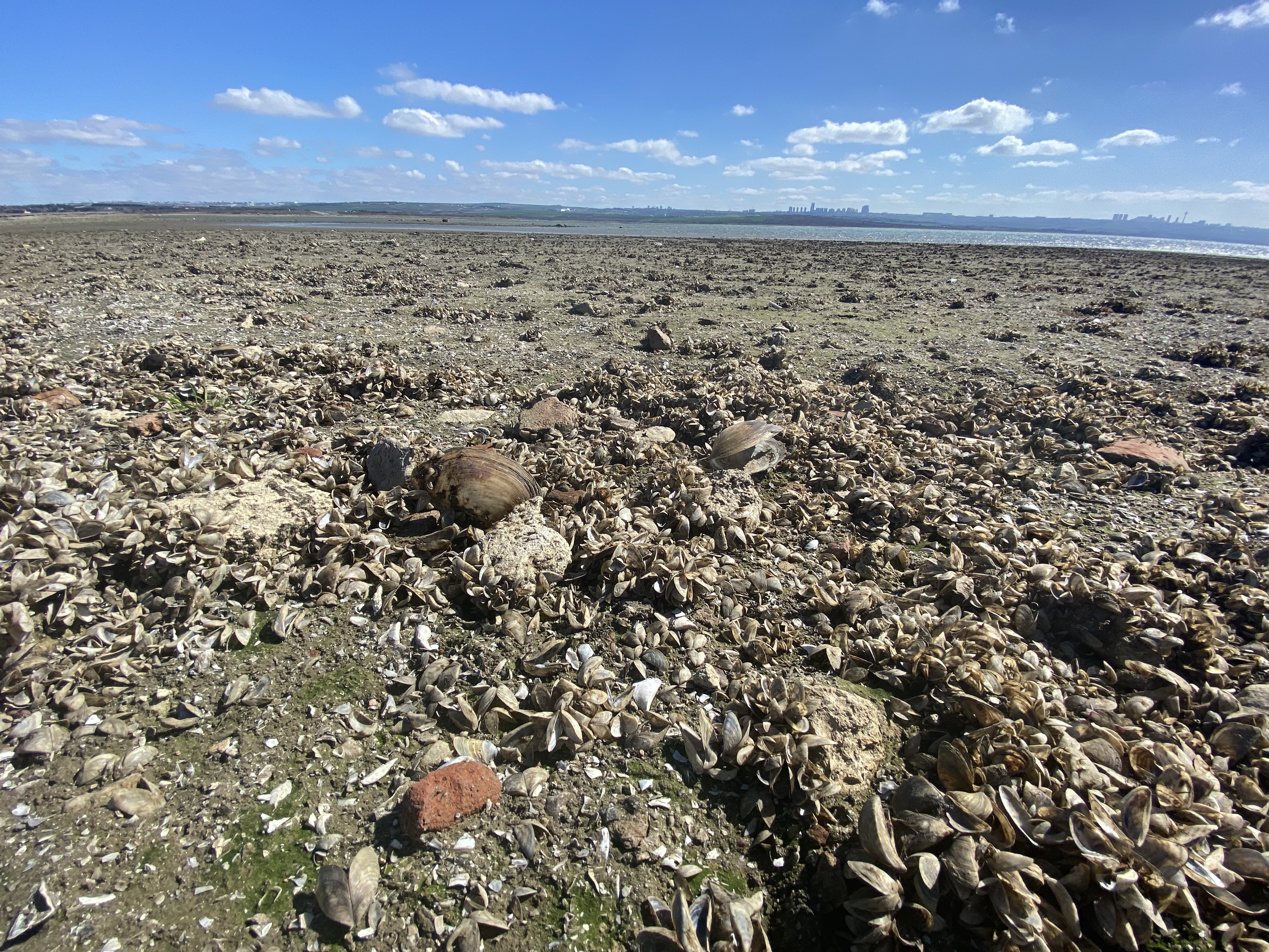 Büyükçekmece Baraj Gölü çekildi, balıkların olduğu yerde koyunlar otluyor