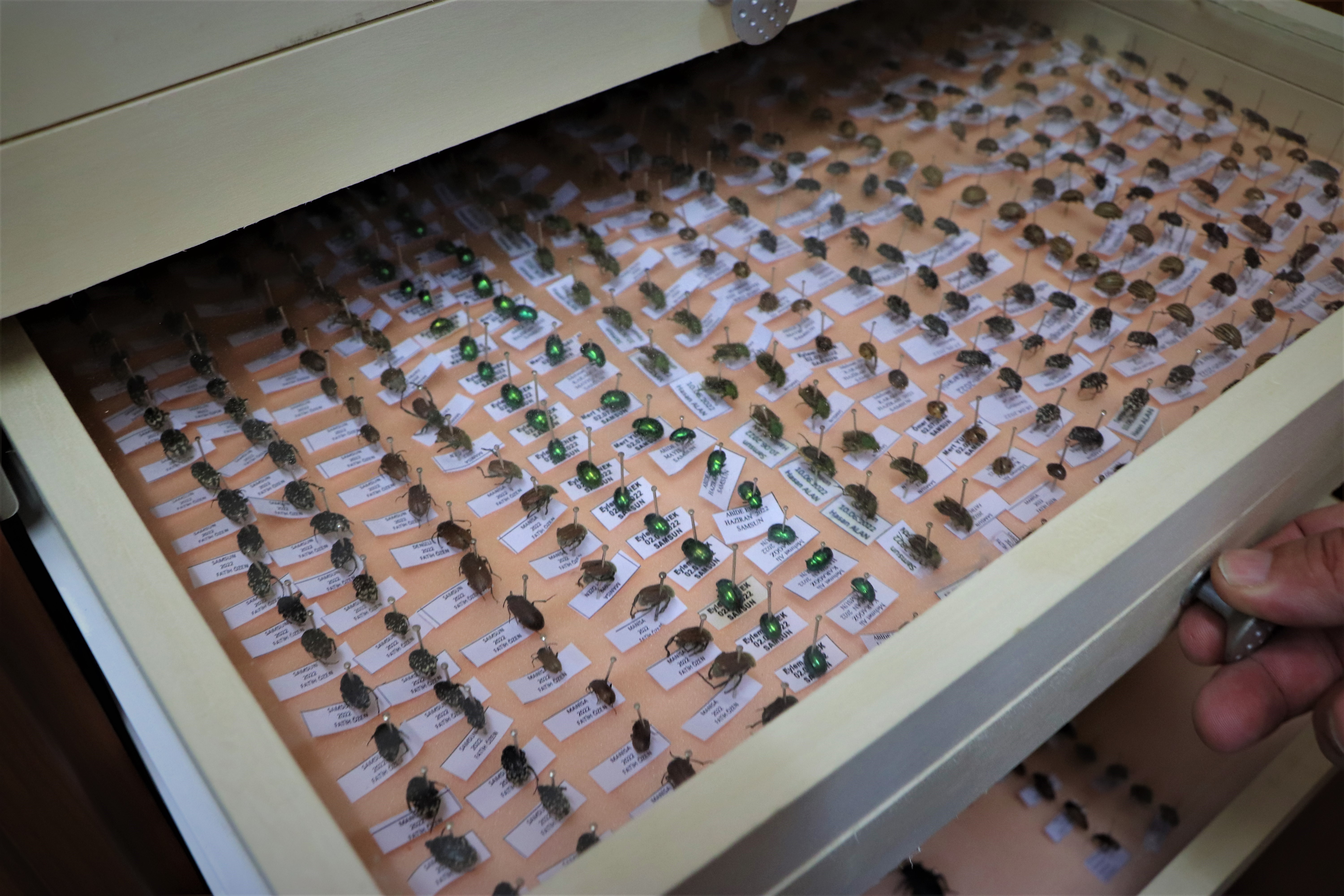 10 yılda topladıkları 200 bin böceği müzede sergilemek istiyorlar