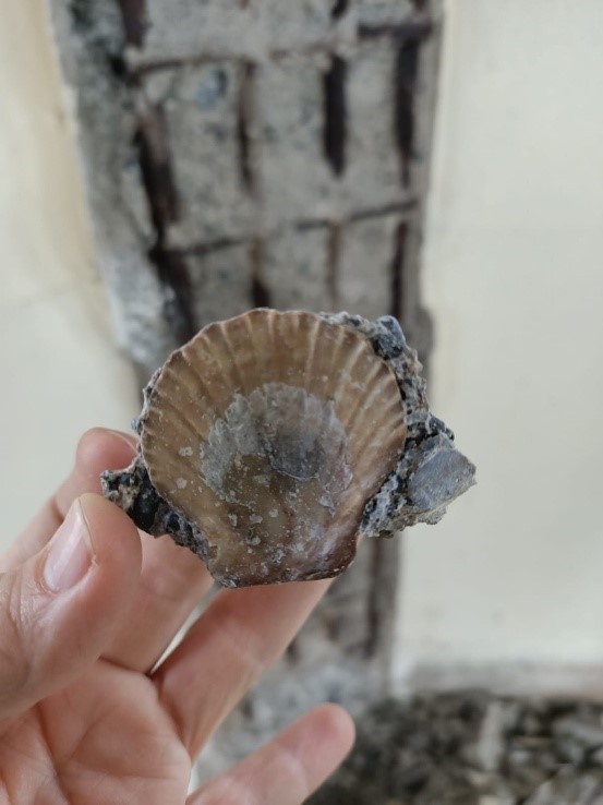 Kız Kulesi'nin restorasyon öncesi fotoğraflarında, betonda deniz kumu ve midye kabuğu ortaya çıktı