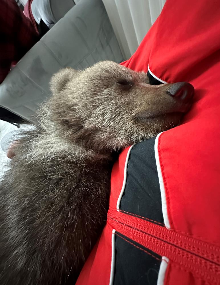 Bebek bezli yavru ayı ‘Yogi’ evin maskotu oldu