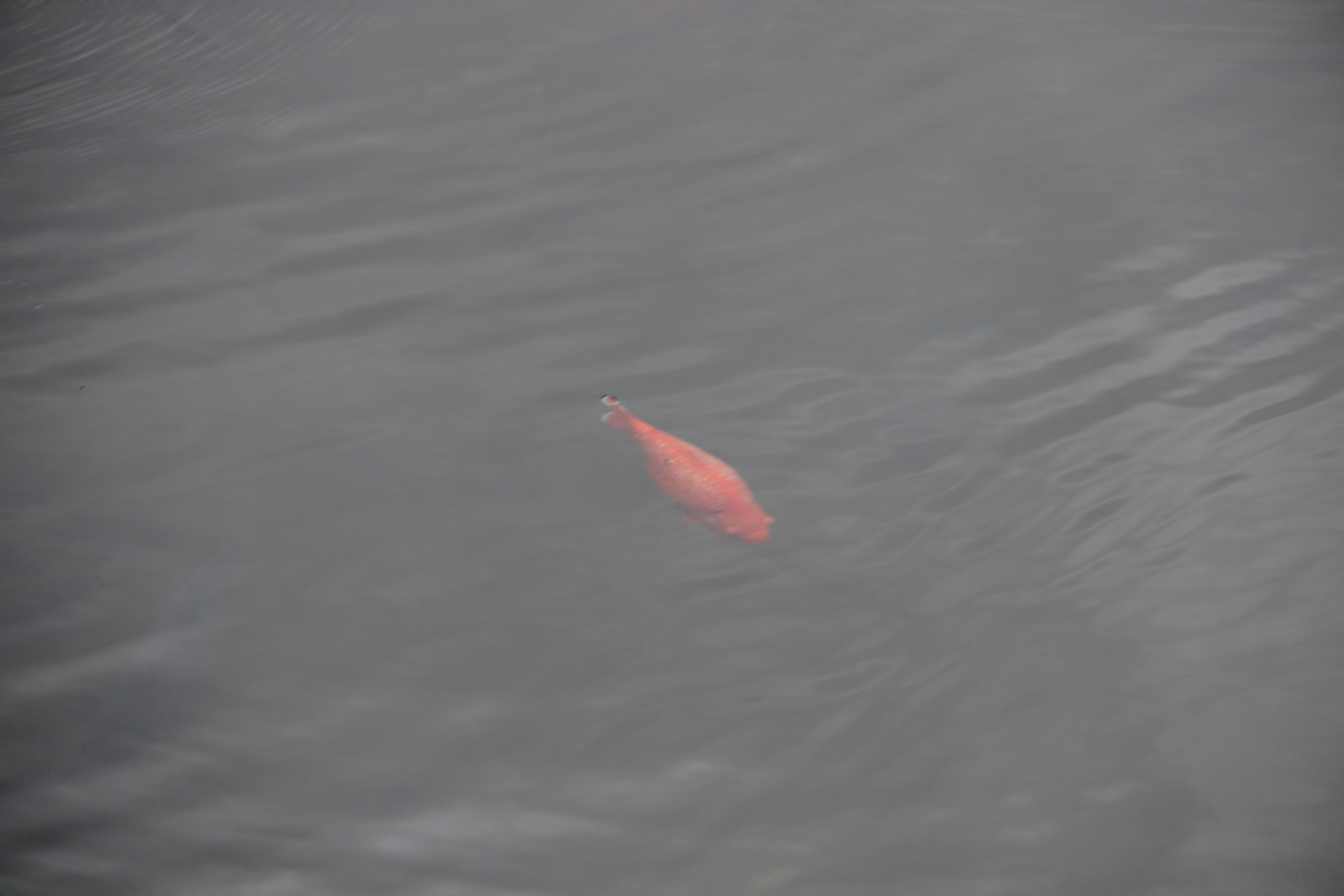 Balıklı Göl'ün efsaneleri ve gizemi kendisini korumaya devam ediyor