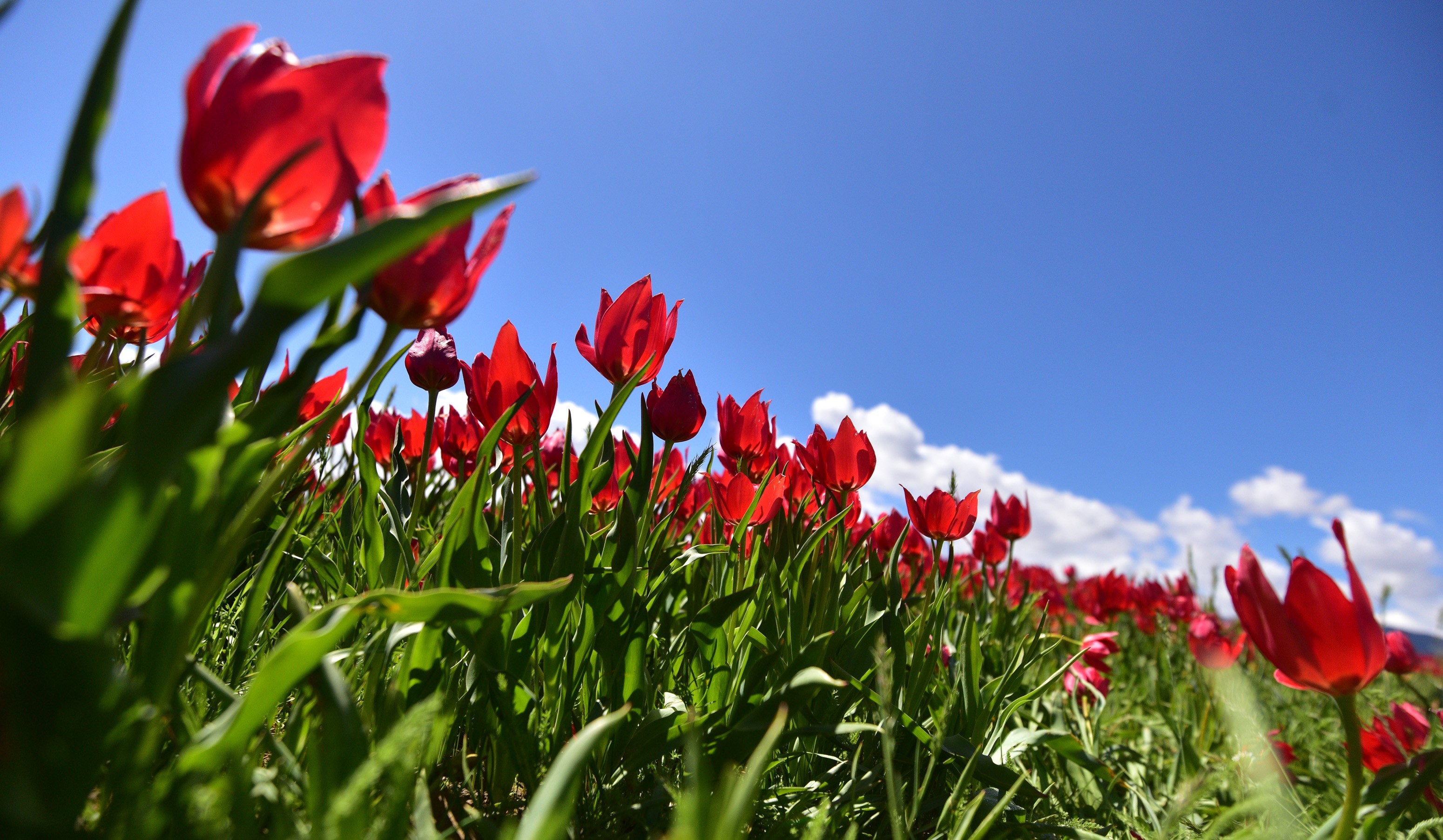 Muş Ovası’nı kırmızıya bürüyen lalelerden kartpostallık görüntüler