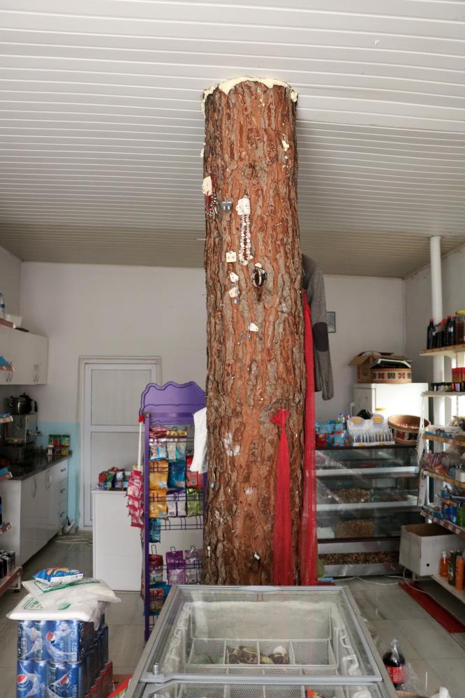 İş yerinin ortasından geçen ağaç dikkat çekiyor