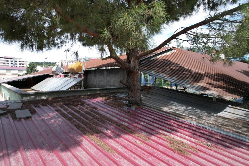 İş yerinin ortasından geçen ağaç dikkat çekiyor