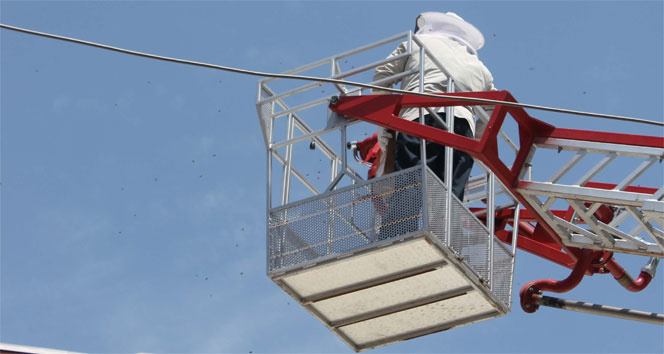 Cami saçağındaki arıları almak isterken şehri arılar bastı