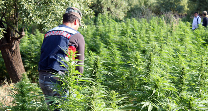 Diyarbakır’da 230 bin kök hint keneviri ele geçirildi diyarbakır,hint keneviri