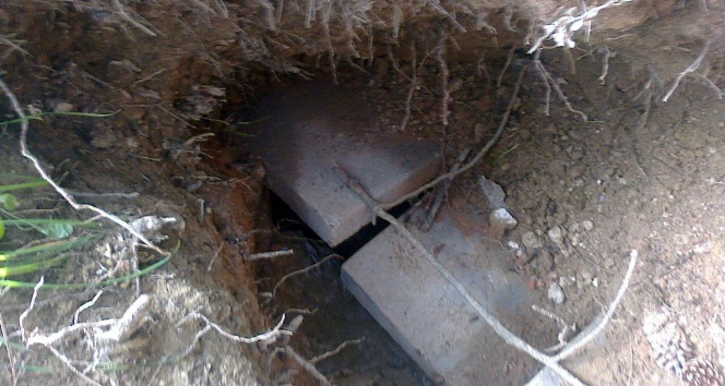 Ayı, mezardan çıkardığı cesedi kaçırdı 