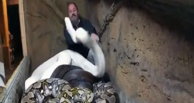 Yılanlarla aynı yuvaya girdi saldırı,yılan,yuva