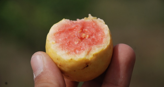´Guava´ kansere karşı koruyucu guava,Güney Amerika,Hindistan