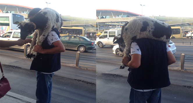 Kurbanlık koçun metrobüs yolculuğu&nbsp;koç,kurbanlık,metrobüs