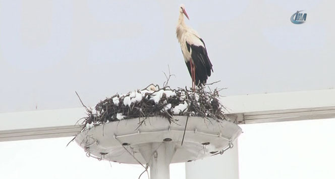 Ankara'da leylekler donmak üzere&nbsp;leylek