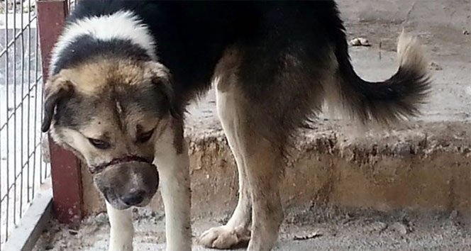 Köpeğe ipli vahşet&nbsp;köpek