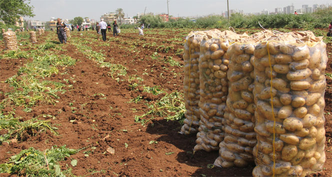 Patatesteki fiyat artışının arkasındaki şaşırtan iddia! patates,patates fiyatları