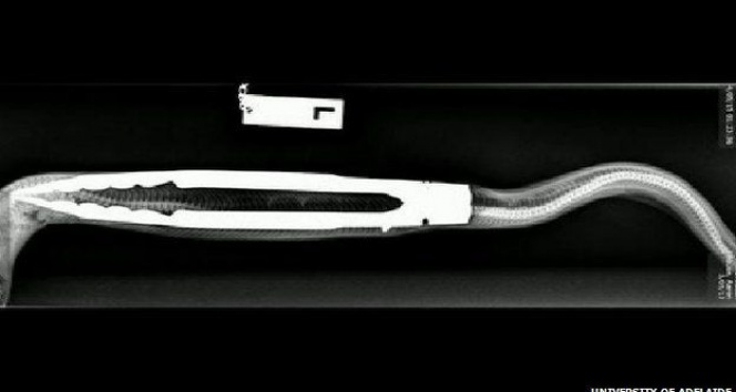 Evcil pitonun yuttuğu barbekü maşası ameliyatla çıkarıldı&nbsp;piton