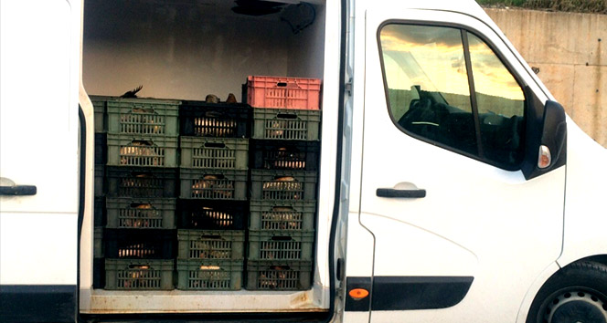 Kaçak avcılar barajı kuruttular!&nbsp;balık,çorum,kaçak avcılar