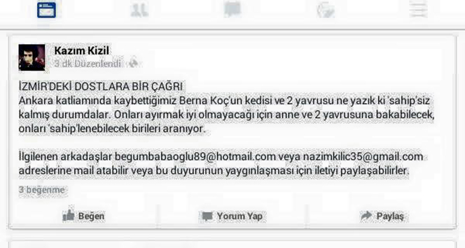 Teröre kurban giden kimsesiz kızın kedileri de kimsesiz kaldı