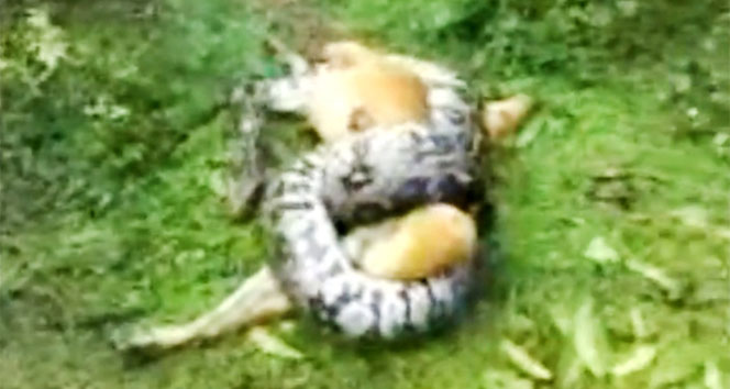 Zavallı köpeği dev pitonun elinden kurtardı