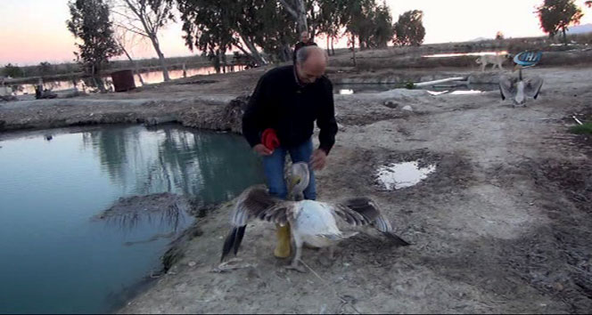 Pelikan ile sahibinin kıskandıran dostluğu!