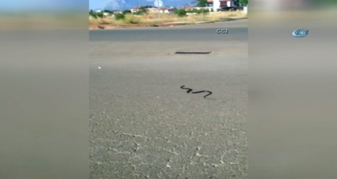 Yılan için trafiği durdurdular