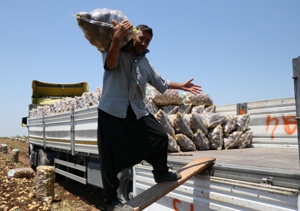 Tarım işçilerinin sıcakta ekmek mücadelesi