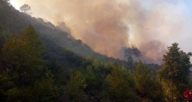 Antalyadaki yangında yüzlerce arı kovanı ve bir ev kül oldu