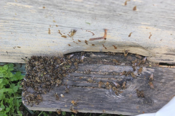 Ãamur yaÄmasÄ±ndan dolayÄ± baÅladÄ±, artarak devam ediyor