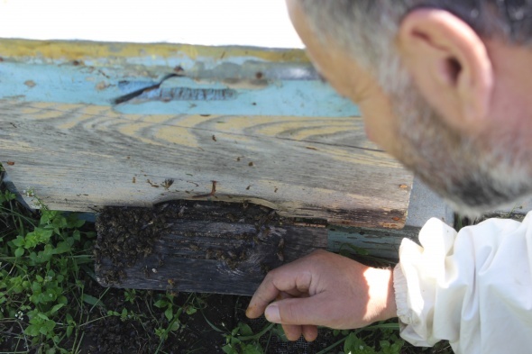 Ãamur yaÄmasÄ±ndan dolayÄ± baÅladÄ±, artarak devam ediyor