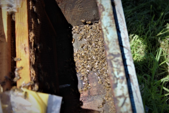 Ãamur yaÄmasÄ±ndan dolayÄ± baÅladÄ±, artarak devam ediyor