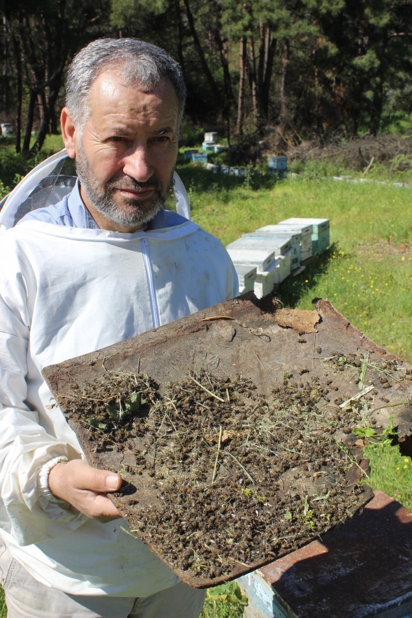 Ãamur yaÄmasÄ±ndan dolayÄ± baÅladÄ±, artarak devam ediyor